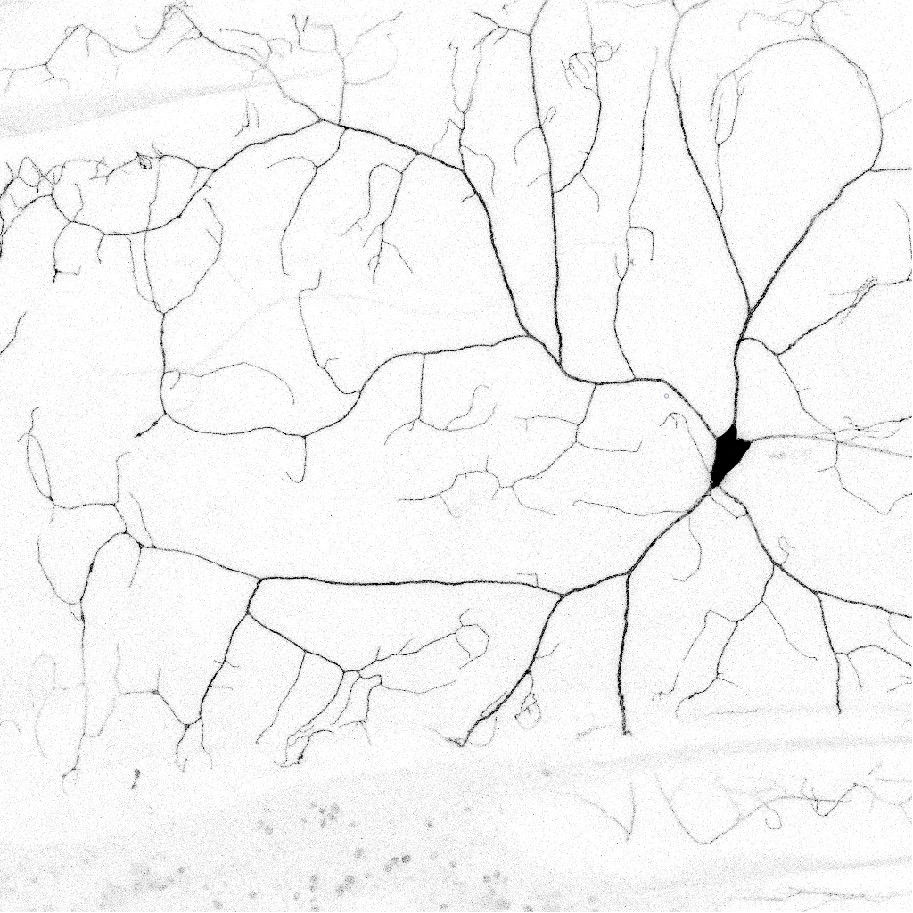 High contrast neuron with the cell body filled in pink