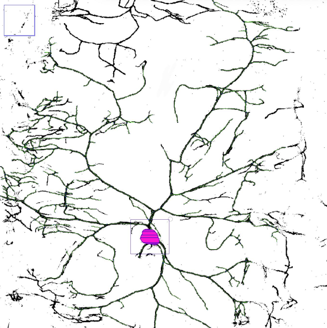 Traced branches drawn over the original image
